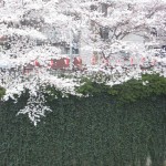 Sakura along Meguro-gawa