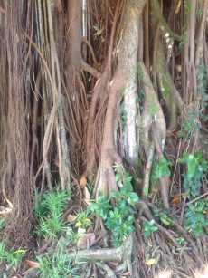 Banyan tree in Mauritius