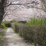 Sakura in Nakameguro