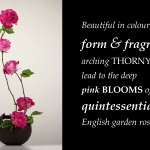 English Garden Rose 600 – Ikebana by Donna Canning